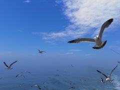 -海驴岛(荣成市)