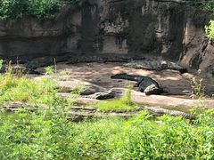 -奥兰多迪士尼动物王国乐园