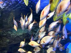 -太平洋海底世界