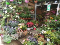 -桂林市花鸟市场