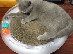 -猫大福·Fortune Cat猫舍(百子湾店)