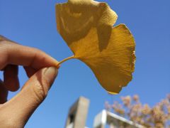 -山东大学(洪家楼校区)