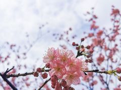 -杭州植物园