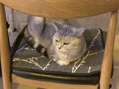 -平行世界·猫咖(首经贸店)
