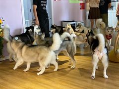 -Husky Go! 哈士奇体验馆·宠物咖啡厅狗咖