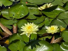 -春花秋色城市公园