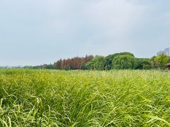 -苏州太湖湖滨国家湿地公园