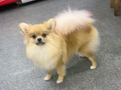-老姐石板烧烤+铜炭火锅(总店)