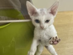 -青奢宠物·青奢猫舍