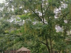 -重庆彩云湖湿地公园