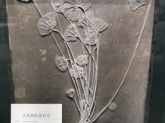 -大连自然博物馆