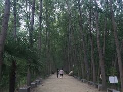 -合肥滨湖国家森林公园