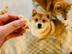 -柴源莊·柴小宠柴犬咖啡