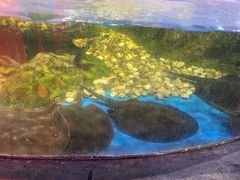 -沙沙哗啦海洋馆(华宇百花谷店)