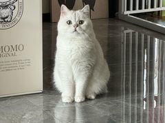 -爱侣·安琦尔宠物医院·中兽医针灸·心内科·狂犬免疫点(宝山区院)