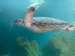 -广东惠东海龟国家级自然保护区