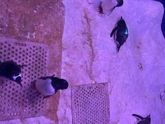 -暹罗海洋世界