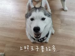 -Husky Go! 哈士奇体验馆·宠物咖啡厅狗咖