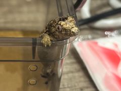 -酷以爬仙阁实体爬宠店·守宫·蜥蜴·专业繁育