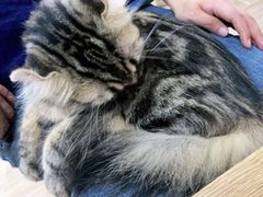 -李小姐の猫咖啡馆(五角场店)