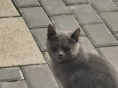 -蟹村草堂·苏式园林人文农家·大闸蟹