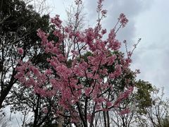 -顾村公园
