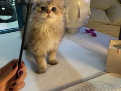-猫大福·Fortune Cat猫舍(百子湾店)