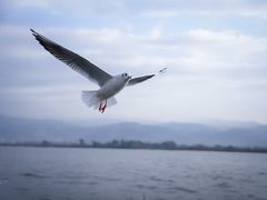 -西昌邛海湿地