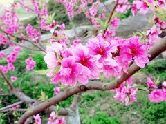 -秀丽东方