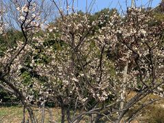 -昆山城市生态森林公园