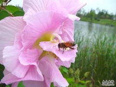 辛勤的蜜蜂2@怡沁园-上海怡沁园度假酒店