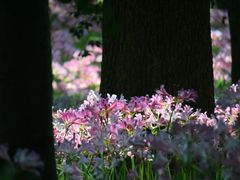 -杭州植物园