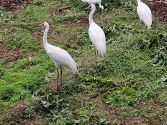 -泉州海丝野生动物世界