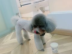 -米苏动物医院·犬猫专科·骨科外科内窥镜