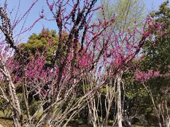 -青枫公园