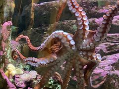 -西雅图水族馆