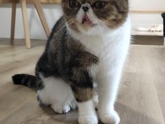 -李小姐の猫咖啡馆(五角场店)
