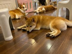 -柯斗斗主题餐厅·狗咖·围炉煮茶·茶饮(国瑞升平里店)