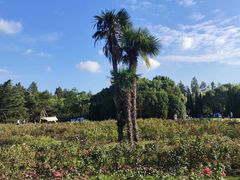 -上海滨江森林公园
