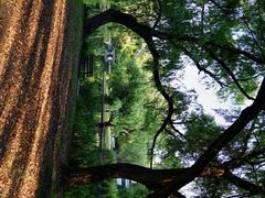 -上海共青森林公园