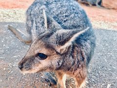 -费瑟代尔野生动物园