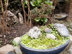 -恺庐茶园(宽窄巷子景区店)