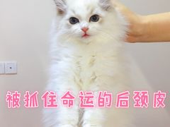 -Bastet sally猫舍购宠(静安店)