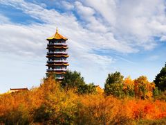 -金塔沙漠胡杨林景区