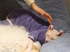 -有猫主题·治愈系猫咖(曾厝垵店)