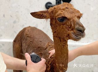 羊驼君的驼生第一次洗澡，变成了长颈鹿