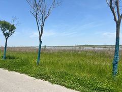 -盐城丹顶鹤湿地生态旅游区