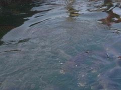 鱼池-千岛湖品鱼馆(钓鱼岛店)