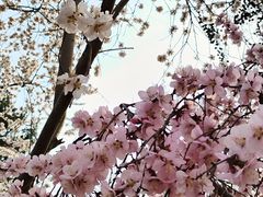 -桃花堤公园