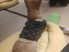 -逗柴咖啡屋·狗咖猫咖宠物桌游